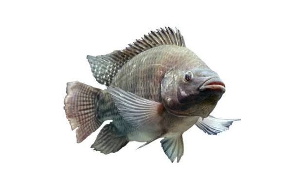 1000 Tilapia Fingerlings